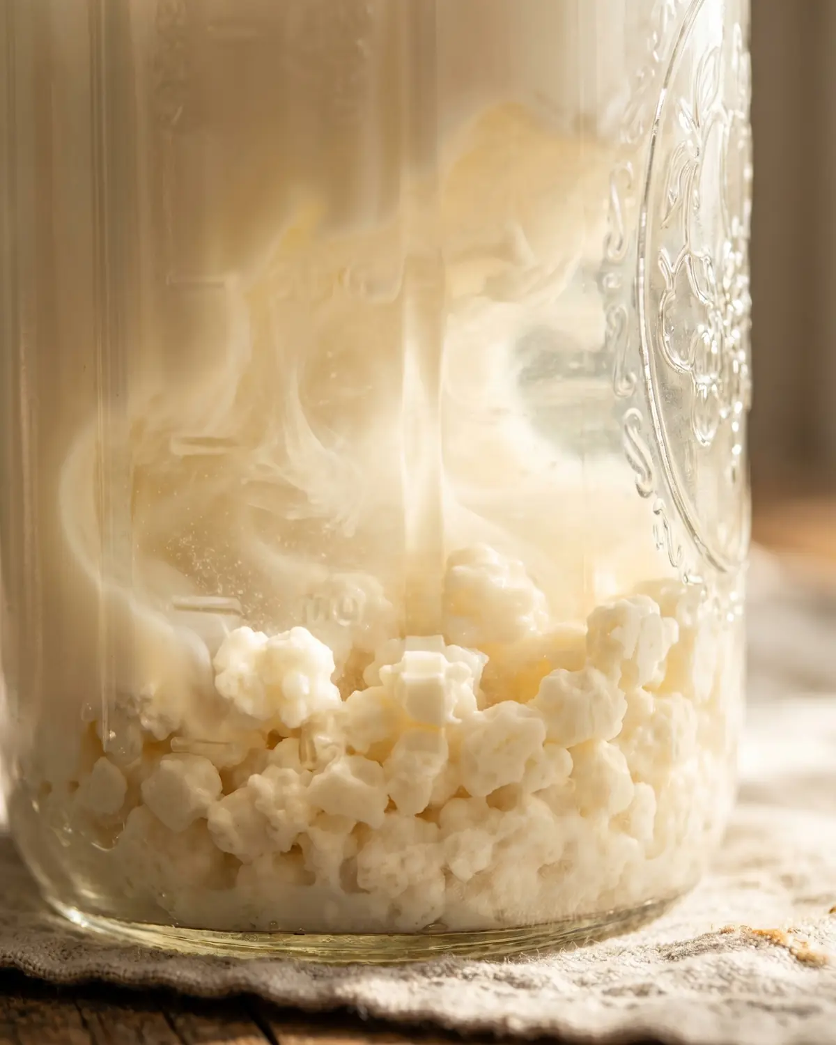 kefir tutti i giorni Macro di grani di kefir bianco crema sul fondo del barattolo, immersi nel latte durante la fermentazione.
