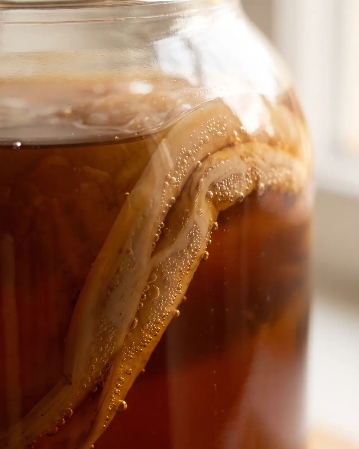 kombucha è alcolico Dettaglio ravvicinato dello SCOBY aderente al vetro con microbolle e pieghe beige della coltura